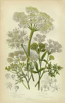 The Flowering Plants and Ferns of Great Britain Collection: Parsnip, Coriander, Hartwort, Hemlock, Victorian Botanical Illustration