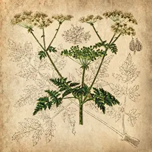 Annual Prints: Parsnip, Coriander, Hartwort, Poison hemlock (Conium maculatum)