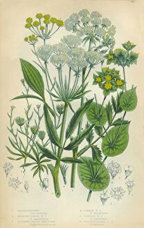 Spice Gallery: Parsnip, Haresear, Harea┬Ç┬Ös Ear, Victorian Botanical Illustration
