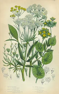 The Flowering Plants And Ferns Of Great Britain Prints: Parsnip, Haresear, Hareas Ear, Victorian Botanical Illustration