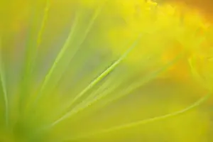 Parsnip (Pastinaca sativa), flower with a wipe effect