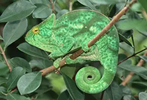 Resting Prints: Parsons Chameleon (Calumma parsonii), resting with a rolled-up tail, Madagascar, Africa