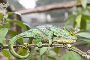 Images Dated 14th May 2013: Parsons Chameleon -Calumma parsonii- on a branch, female, Exotic Parc, Peyriar, Madagascar