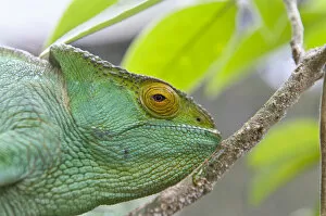 Images Dated 14th May 2013: Parsons chameleon -Calumma parsonii-, female, Exotic Parc, Peyriar, Madagascar