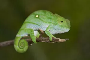Stripe Collection: Parsons Chameleon -Calumma parsonii-, young, Marojejy, Sambava, Madagascar