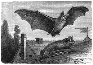 Bat Animal Prints: Parti-coloured bat or rearmouse (Vespertilio murinus)