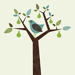 Images Dated 3rd December 2018: Partridge in a Pear Tree