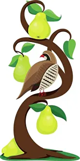 Partridge in a Pear Tree