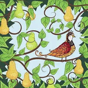 Partridge in a Pear Tree
