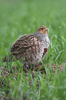 Images Dated 24th April 2012: Partridge -Perdix perdix-, standing in a field, Lower Austria, Austria, Europe