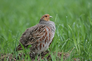 Images Dated 24th April 2012: Partridge -Perdix perdix-, standing in a field, Lower Austria, Austria, Europe