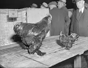 Cockerel Prints: Partridges in Cages at Poultry Show