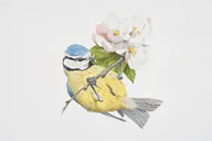 Passeriformes Prints: Parus caeruleus, Blue Tit perched on a flowery tree twig
