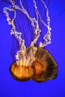 Images Dated 4th February 2013: Pasific Sea Nettle