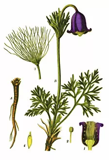 Medicinal and Herbal Plant Illustrations Collection: pasque flower
