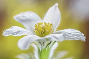 Captivating Floral Photography by Mandy Disher Collection: Pasque flower