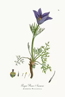 Images Dated 22nd September 2017: Pasque Flower Anemone, Anemone Pulsatilla, Victorian Botanical Illustration, 1863