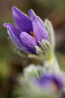 Images Dated 3rd April 2011: Pasque Flower or Danes Blood -Pulsatilla vulgaris-, Ingolstadt, Bavaria, Germany, Europe
