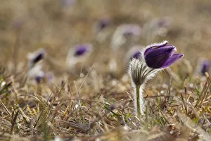Break Of Dawn Gallery: Pasque Flower or Danes Blood -Pulsatilla vulgaris-, Ingolstadt, Bavaria, Germany, Europe
