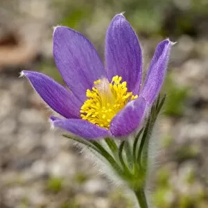 Images Dated 2nd May 2013: Pasque Flower -Pulsatilla vulgaris-