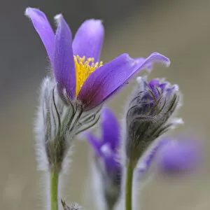 Images Dated 18th April 2013: Pasque Flower -Pulsatilla vulgaris-, group of flowers, Biosphere Reserve Swabian Alb