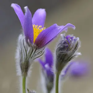 Pasque Flower -Pulsatilla vulgaris-, group of flowers, Biosphere Reserve Swabian Alb, Baden-Wurttemberg, Germany