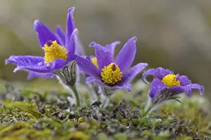 Pasque Flower -Pulsatilla vulgaris- flowers covered in water drops, Biosphere Reserve Swabian Alb, Baden-Wurttemberg, Germany