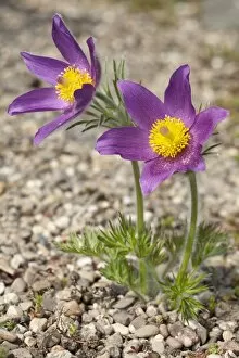 Images Dated 2nd May 2013: Pasque Flowers -Pulsatilla vulgaris-
