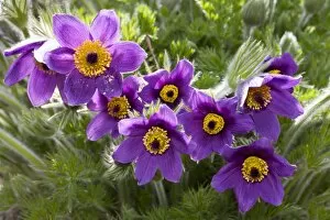 Images Dated 2nd May 2013: Pasque Flowers -Pulsatilla vulgaris-