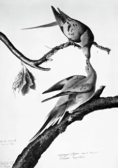 Pigeon Prints: Passenger Pigeon by John James Audubon