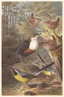 Images Dated 16th July 2015: Passerine birds, lithograph, published in 1882