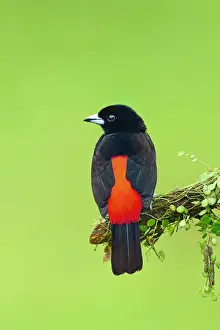 Passerinis Tanager (Ramphocelus passerini) Costa Rica