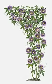 Images Dated 21st June 2010: Passiflora Incarnata (Wild Passion Flower) with purple flowers and green leaves on climbing stems