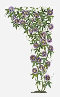 Plant Stem Prints: Passiflora Incarnata (Wild Passion Flower) with purple flowers and green leaves on climbing stems