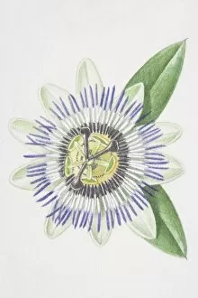 Images Dated 20th June 2006: Passiflora, passion flower