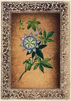 Portrait Plants Prints: Passion Flower