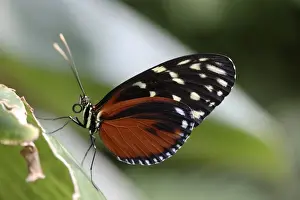 Dotted Prints: Passion Flower Butterfly -Heliconius hecale Zuleika-