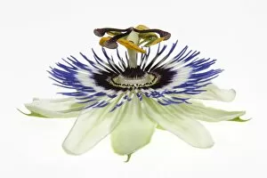 Passion Flower Gallery: Passion Flower -Passiflora-
