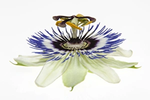 Passion Flower Gallery: Passion Flower -Passiflora-