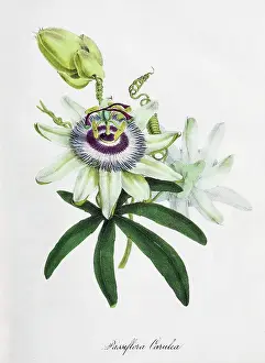 Artistic Prints: Passion-flower (Passiflora), from Plantae Utiliores or Illustrations of useful plants