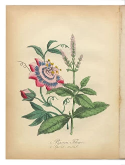 Images Dated 13th July 2015: Passion Flower and Spearmint Victorian Botanical Illustration