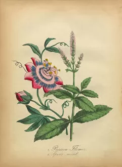 Images Dated 8th July 2016: Passion Flower and Spearmint Victorian Botanical Illustration