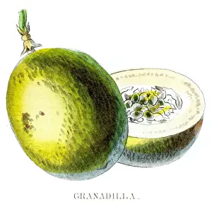 Tropical Fruit Prints: Passion fruit engraving 1857