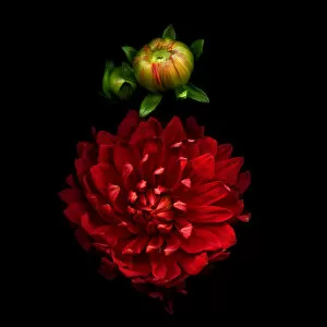 PASSIONATA in RED, Dahlia and buds