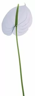 Pastel blue lily (Anthurium sp.), X-ray