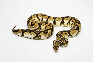 Pastel Calico Ball Python or Royal Python -Python regius-, female