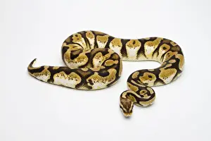 Female Animal Prints: Pastel Calico Ball Python or Royal Python -Python regius-, female