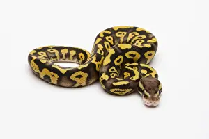 Reptilia Prints: Pastel Phantom Yellow Belly Ball Python or Royal Python -Python regius-, male
