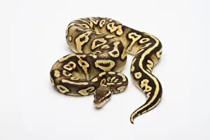 Female Animal Prints: Pastel Phantom Yellow Belly Ball Python or Royal Python -Python regius-, female
