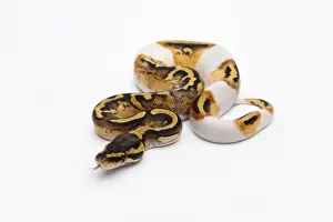 Female Animal Prints: Pastel Piebald Ball Python or Royal Python -Python regius-, female